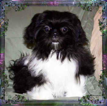 Gabby Tiny Little Chinese Imperial Shih Tzu female